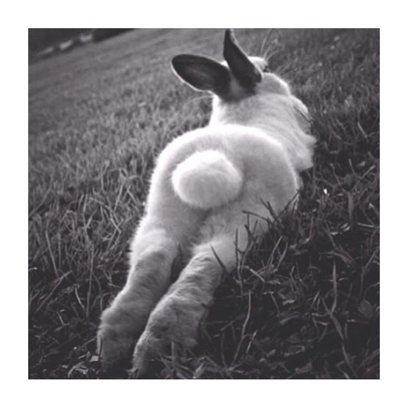 Hi every b u n n y 👋🏽 - Picture 2 of 6